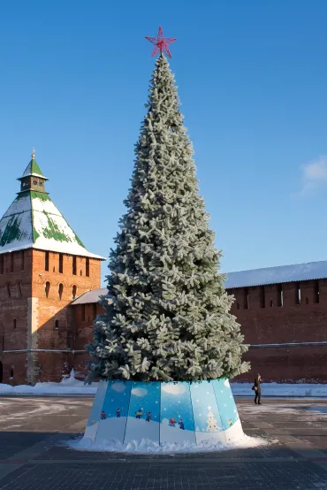 Уличная ель Альпийская ствольная изумрудная Уличная ель Альпийская ствольная изумрудная
